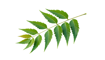 Herbal Image