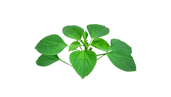 Herbal Image