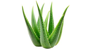 Herbal Image