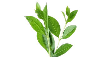 Herbal Image
