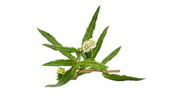 Herbal Image